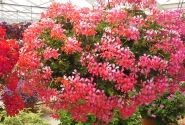 Pelargonium peltatum Decora Rosa