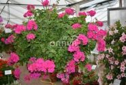 Pelargonium peltatum Amy