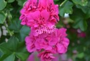 Pelargonium peltatum Amy
