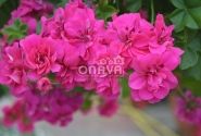 Pelargonium peltatum Amy