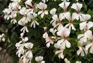 Pelargonium peltatum Ville de Dresden Impr. (12cm)