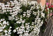 Pelargonium peltatum Ville de Dresden Impr. (XXL)