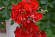 Pelargonium peltatum Ruby