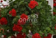 Pelargonium peltatum Ruby (12cm)