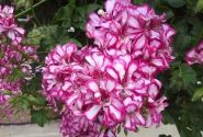 Pelargonium peltatum Mexikanerin (12cm)