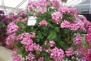 Pelargonium peltatum Mexikanerin (12cm)