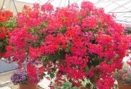 Pelargonium peltatum Decora Dark Pink (12cm)