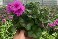 Pelargonium peltatum Amethyst (XXL)