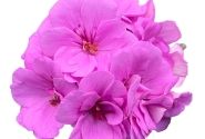Pelargonium peltatum Amethyst (XXL)