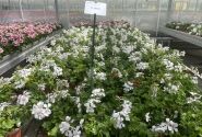 Pelargonium peltatum Happy Face White 24 (12cm)
