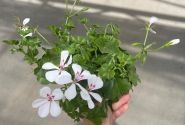 Pelargonium peltatum Happy Face White 24 (12cm)