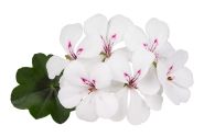 Pelargonium peltatum Happy Face White 24 (12cm)