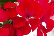Pelargonium peltatum Happy Face Red (12cm)