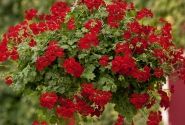 Pelargonium peltatum Happy Face Red (12cm)