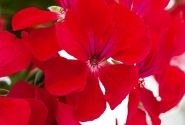 Pelargonium peltatum Happy Face Red (XXL)