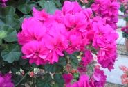 Pelargonium peltatum Rocky