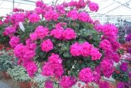 Pelargonium peltatum Rocky