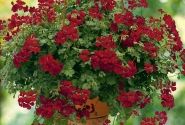 Pelargonium peltatum Happy Face Dark Red (12cm)