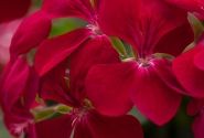 Pelargonium peltatum Happy Face Dark Red (12cm)