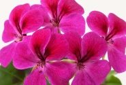 Pelargonium peltatum Happy Face Magenta (XXL)