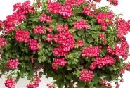 Pelargonium peltatum Happy Face Dark Red Mex