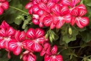 Pelargonium peltatum Happy Face Dark Red Mex (12cm)