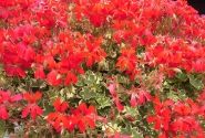Pelargonium peltatum Evka (12cm)