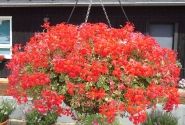 Pelargonium peltatum Evka (12cm)