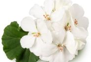 Pelargonium zonale White Ice