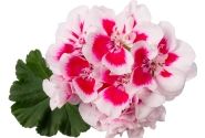 Pelargonium zonale Spanish Wine White Splash