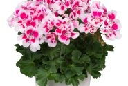 Pelargonium zonale Spanish Wine White Splash