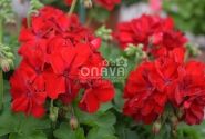 Pelargonium peltatum zonale Cassiopeia (XXL)