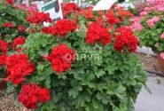 Pelargonium peltatum zonale Cassiopeia (XXL)