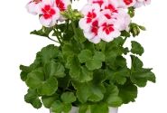 Pelargonium interspecific TWOinONE White Splash 26 (XXL)