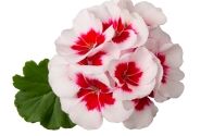 Pelargonium interspecific TWOinONE White Splash 26 (XXL)