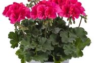 Pelargonium interspecific TWOinONE Patio Coral (XXL)