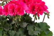 Pelargonium interspecific TWOinONE Patio Coral (XXL)