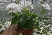 Pelargonium interspecific TWOinONE White 26 (XXL)