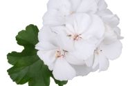 Pelargonium interspecific TWOinONE White 26 (XXL)