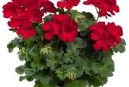 Pelargonium peltatum zonale TWOinONE Dark Red (XXL)