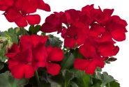 Pelargonium peltatum zonale TWOinONE Dark Red (XXL)