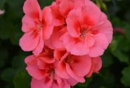 Pelargonium interspecific TWOinONE Peach (XXL)
