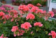 Pelargonium interspecific TWOinONE Peach (XXL)