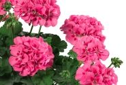 Pelargonium interspecific TWOinONE Pink Splash (XXL)