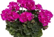 Pelargonium interspecific TWOinONE Violet (XXL)