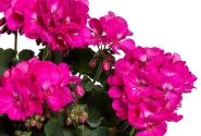 Pelargonium interspecific TWOinONE Violet (XXL)