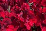 Pelargonium grandiflorum Aristo Deep Red
