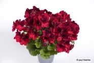 Pelargonium grandiflorum Aristo Deep Red (12cm)