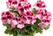 Pelargonium grandiflorum Aristo Romance