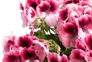 Pelargonium grandiflorum Aristo Romance